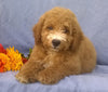 Mini Aussiedoodle For Sale Berlin, OH Male- Rusty