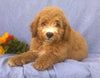 Mini Aussiedoodle For Sale Berlin, OH Male- Rusty