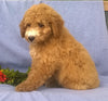 Mini Aussiedoodle For Sale Berlin, OH Male- Rusty