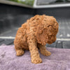 Mini Irishdoodle For Sale Fredericksburg, OH Male- Curtis