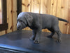 AKC Registered Silver Labrador Retriever For Sale Fredericksburg, OH Female- Cutie Pie