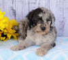 F1B Mini Sheepadoodle For Sale Applecreek, OH Female- Daisy