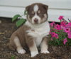 AKC Registered Siberian Husky For Sale Millersburg, OH Male- Shadow