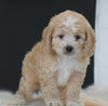 Cockapoo For Sale Dundee, OH Male- Chase