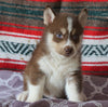 Siberian Husky For Sale Fredericksburg, OH Male- Sammy