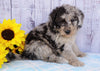 F1B Mini Sheepadoodle For Sale Applecreek, OH Female- Daisy