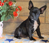 ICA Registered Frenchton For Sale Mansfield, OH Male - Choco