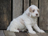 Cockapoo For Sale Wooster, OH Female- Twlight
