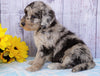 F1B Mini Sheepadoodle For Sale Applecreek, OH Female- Daisy