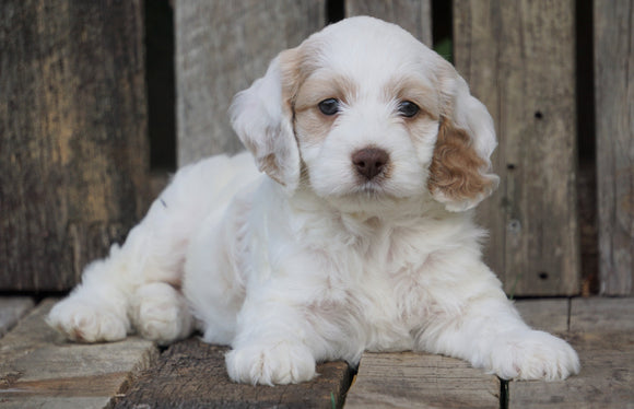 Cockapoo For Sale Wooster, OH Female- Twlight