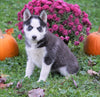 AKC Registered Siberian Husky For Sale Millersburg, OH Female - Aspen