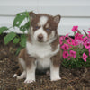 AKC Registered Siberian Husky For Sale Millersburg, OH Female- Dixie