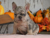 AKC Registered French Bulldog For Sale Millersburg, OH Male- Duke