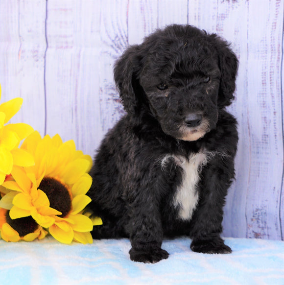 F1B Mini Sheepadoodle For Sale Applecreek, OH Male- Bingo