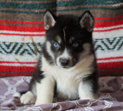 Siberian Husky For Sale Fredericksburg, OH Male- Snicker