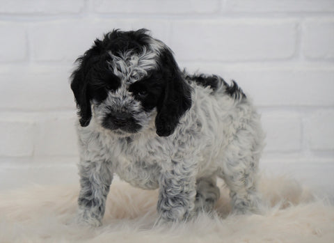 Cockapoo For Sale Dundee, OH Male- Cleo