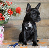 ICA Registered Frenchton For Sale Mansfield, OH Female - Lily