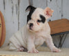 AKC Registered French Bulldog For Sale Millersburg, OH Female- Ruby