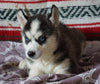 Siberian Husky For Sale Fredericksburg, OH Female- Sonja