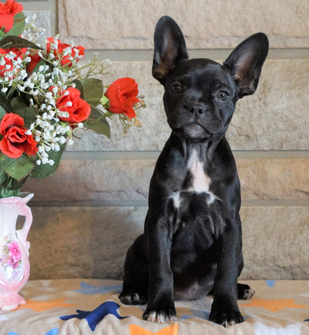 ICA Registered Frenchton For Sale Mansfield, OH Female - Lily
