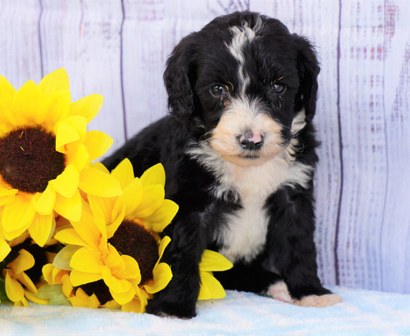 FiB Mini Sheepadoodle For Sale Applecreek, OH Female- Annabell