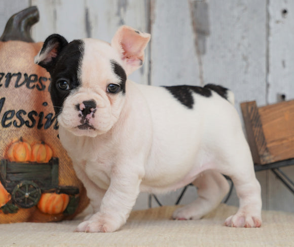 AKC Registered French Bulldog For Sale Millersburg, OH Female- Ruby