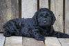 Cockapoo For Sale Wooster, OH Male- Pepsi