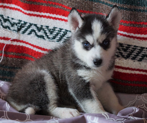 Siberian Husky For Sale Fredericksburg, OH Female- Sonja