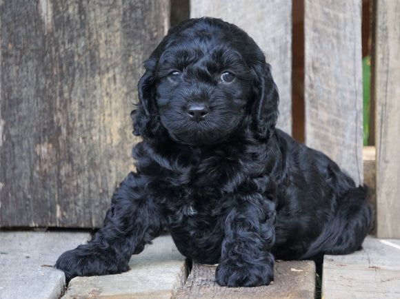 Cockapoo For Sale Wooster, OH Male- Pepsi