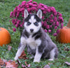 AKC Registered Siberian Husky For Sale Millersburg, OH Female - Sierra
