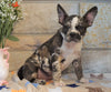 ICA Registered Frenchton For Sale Mansfield, OH Male - Slate