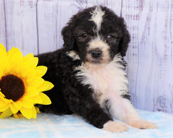 F1B Mini Sheepadoodle For Sale Applecreek, OH Male- Oreo