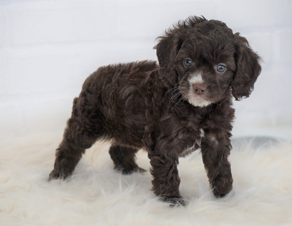 Cockapoo For Sale Dundee, OH Female- Grace