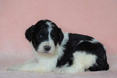 Sheepadoodle (Standard) For Sale Baltic, OH Female- Brittany
