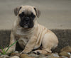 Beabull For Sale Millersburg, OH Male- Alex