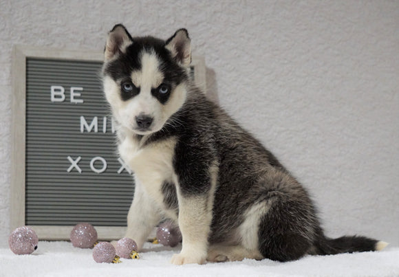 Siberian Husky For Sale Holmesville, OH Female - Remi