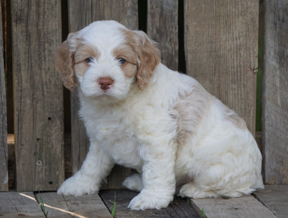 Cockapoo For Sale Wooster, OH Male- Toby