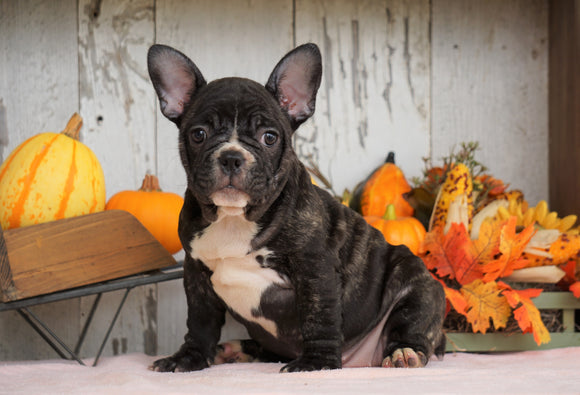 AKC French Bulldog For Sale Millersburg, OH Female- Hailey