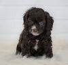 Cockapoo For Sale Dundee, OH Female- Grace