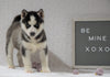 Siberian Husky For Sale Holmesville, OH Female - Remi