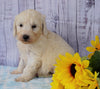 F1B Mini Sheepadoodle For Sale Applecreek, OH Female- Lucy