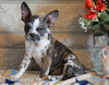 ICA Registered Frenchton For Sale Mansfield, OH Male - Slate