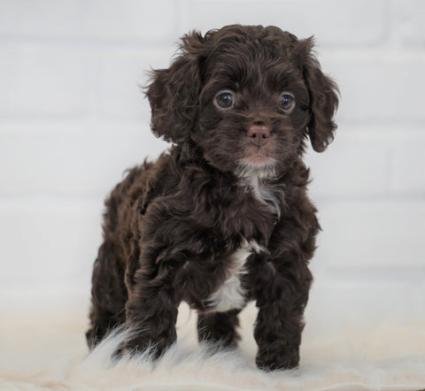 Cockapoo For Sale Dundee, OH Male- Roscoe