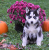 AKC Registered Siberian Husky For Sale Millersburg, OH Female - Willow
