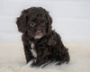 Cockapoo For Sale Dundee, OH Male- Roscoe
