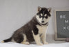 Siberian Husky For Sale Holmesville, OH Female - Oakley