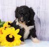 F1B Mini Sheepadoodle For Sale Applecreek, OH Female- Brooklyn