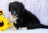 F1B Mini Sheepadoodle For Sale Applecreek, OH Female- Brooklyn