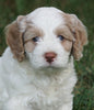Cockapoo For Sale Wooster, OH Male- Toby