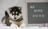 Siberian Husky For Sale Holmesville, OH Female - Oakley